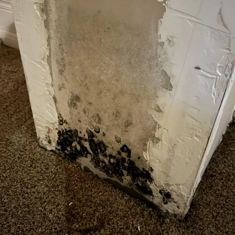 Professional Mold Removal in Breezy Point, MN